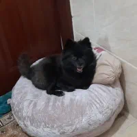 سگ گمشده|سگ|گلستان (تهران), |دیوار