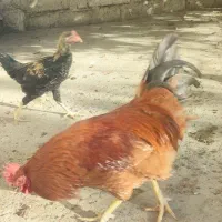 فروش مرغ و خروس لاری