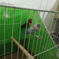 کوتوله برزیلی|پرنده|تایباد, |دیوار