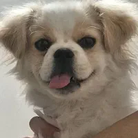 فروش فوری سگ پیکینز