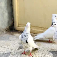 طوقی شادگان|پرنده|اهواز, پردیس|دیوار