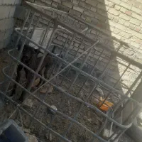 سگ سالم است خوب است برای نگهبان گوسفندان