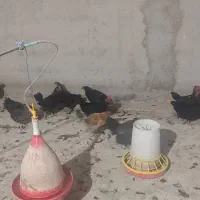 مرغ محلی تخمگذار