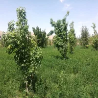 باغ فروشی|فروش دفتر صنعتی، کشاورزی، تجاری|مشهد, کارده|دیوار