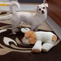سگ اشپیتز ماده ۶ ماهه