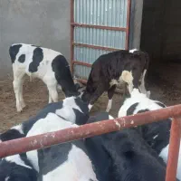 گوساله هلشتاین