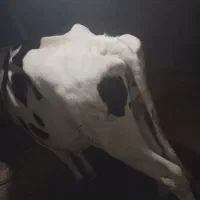 گاو گوشتی|حیوانات مزرعه|شفت, |دیوار