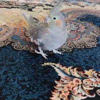 عروس هلندی ماده|پرنده|شازند, |دیوار