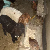 بره نروماده