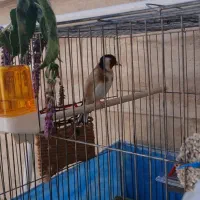 سهره|پرنده|ابهر, |دیوار