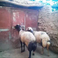 قوچ شالی و پلنگی