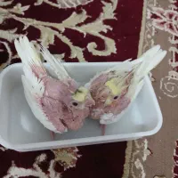2 عدد جوجه عروس هلندی لوتینو