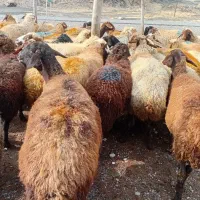 80 گوسفند میش جوان و آبستن با بره درشت