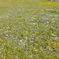 فایبرگلاس گلاس سعید