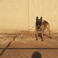 سگ مالینیوز آموزش دیده