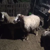 فروش ده راس میش داشتی درجه یک