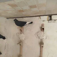 قره سینه همه چی خوب|پرنده|شیراز, دروازه قران|دیوار