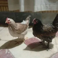 مرغ محلی تزئینی