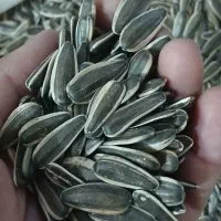 تخمه گل افتاب|خوردنی و آشامیدنی|قم, کلهری|دیوار