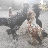 ۱۲عدد مرغ و خروس لهستانی کاکلی و پرپا|حیوانات مزرعه|قلقل رود, |دیوار