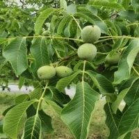 تکاندن گردوبصورت روزمزدی وکنترات ودرصدی وخریداری