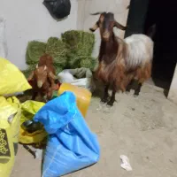 گوسفند|حیوانات مزرعه|چناران, |دیوار