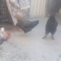 ۴عدد مرغ سالم سرحال دوتاش پاپر درشت برهماه