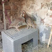 اسباب بازی بچه مرغ