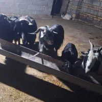 نر بز محلی|حیوانات مزرعه|گرگان, |دیوار