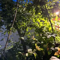 فروش خانه ویلایی ۵۰ متری ۱ خوابه در شهرک سهیلیه