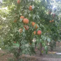 فروش باغ میوه