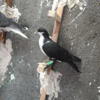 کفتر|پرنده|مشهد, هنرور|دیوار