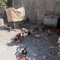 مرغ|حیوانات مزرعه|چرداول, |دیوار