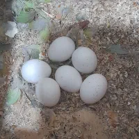 جفت طوطی برزیلی مولد با ۶ عدد تخم نطفه دار