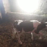 ماده سیمنتال|حیوانات مزرعه|سنقر, |دیوار