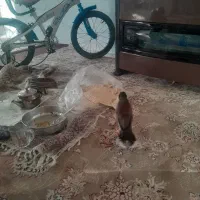 مینا جوان باهوش دستی|پرنده|زرقان, |دیوار