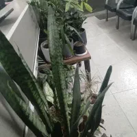 ۲۰۰مترکلنگی در ۴طبقه مسکونی