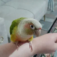 سلام گرینجیک ۵ ماهه رنگ آناناسی دستی رام|پرنده|نمین, |دیوار