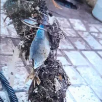 لوله بازکنی|خدمات پیشه و مهارت|بیرجند, |دیوار