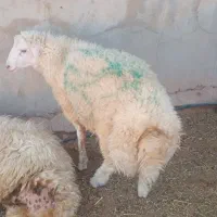 بره قوچ|حیوانات مزرعه|هندمینی, |دیوار