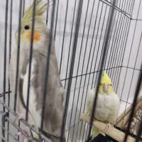 عروس هلندی|پرنده|پاکدشت, پاکدشت (مامازند)|دیوار