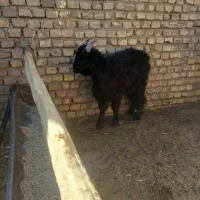 کهره نر چاق کشتی