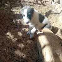 طوله سگ نر دوماهه|سگ|درمیان, |دیوار