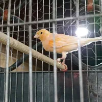 دوعددقناری نر یک دونه سره قناری نر|پرنده|اسلامشهر, صادقیه|دیوار