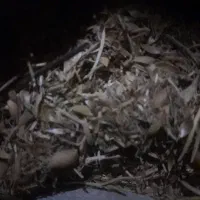 فروش‌ کاه‌لوبیا‌چیتی‌ مرغوب