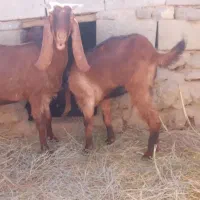 دوعددبز|حیوانات مزرعه|آسارا, |دیوار