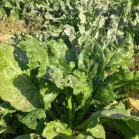 فروش چغندر ولایتی مخصوص دام|لوازم جانبی حیوانات|زاوه, |دیوار