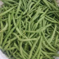لوبیای تازه و مرغوب برای فروش