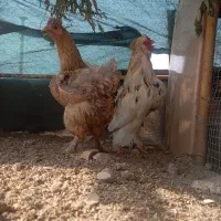 فروش مرغ خروس سلطان