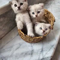 گربه های بریتیش ۲ ماهه نر وماده